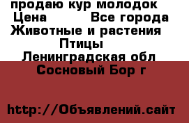 продаю кур молодок. › Цена ­ 320 - Все города Животные и растения » Птицы   . Ленинградская обл.,Сосновый Бор г.